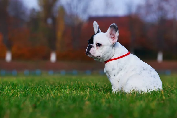 Valp Rasen Fransk Bulldog Ett Sammanträde Grönt Gräs — Stockfoto