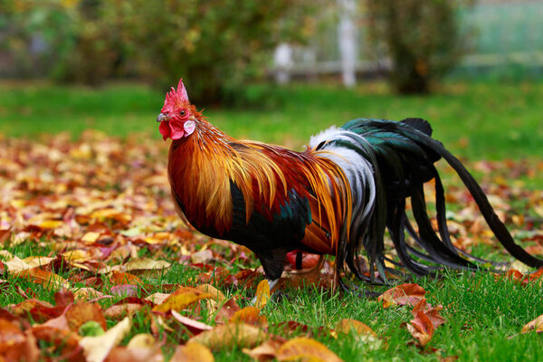 The big colorful rooster on a green grass