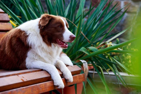 Koiran Raja Collie Makaa Puutarhassa Penkillä — kuvapankkivalokuva