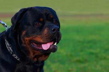 Köpek doğurmak Rottweiler Park yeşil çimenlerin üzerinde