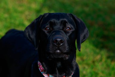 Köpek yeşil çimlerin üzerinde Labrador üretir.