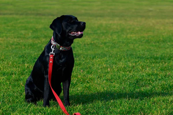 Hund Rasen Labrador Sitter Grön Gräs — Stockfoto