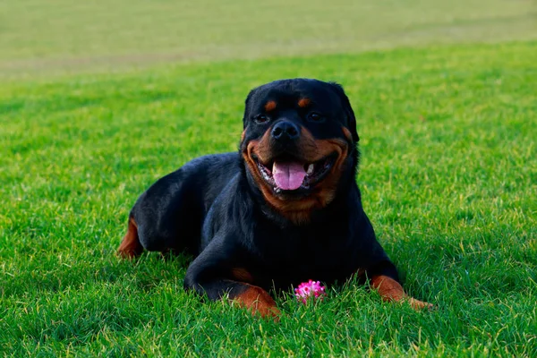 狗养殖 Rottweiler 在公园在绿草 — 图库照片