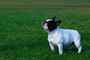 Fransız buldozer yeşil çimenlerin üzerinde durmak köpek doğurmak