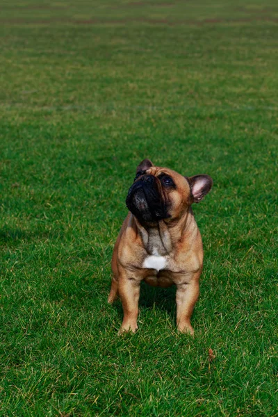 Hund Rasen Fransk Bulldog Står Grönt Gräs — Stockfoto