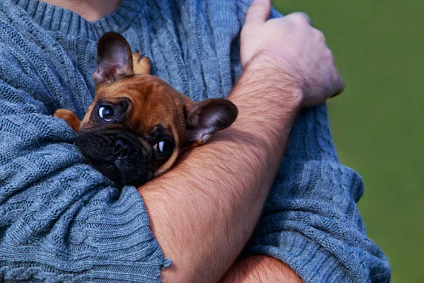 Petit Chiot Bouledogue Français Dans Les Bras Humains — Photo