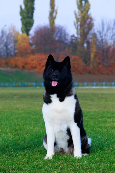 Raça Cão Akita Americano Sentado Grama Verde — Fotografia de Stock