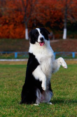 Köpekler doğurmak kenar kömür ocağı arka ayakları üzerinde duruyor ve dil gösterir