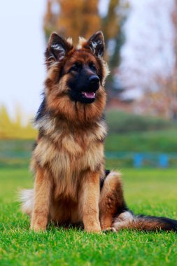 Köpek doğurmak Alman çoban yeşil çimenlerin üzerinde oturuyor