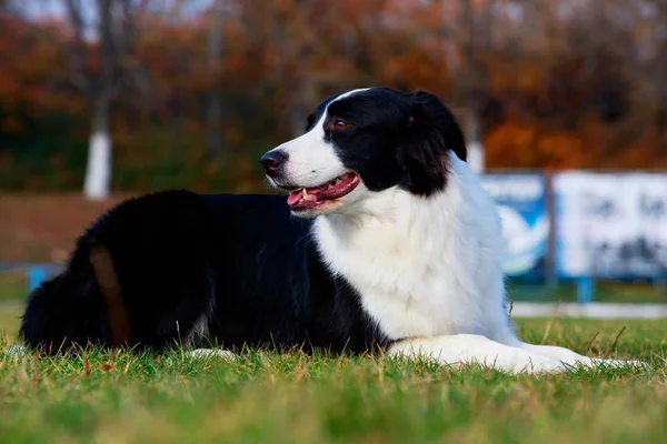 Chien Race Border Collie Est Couché Sur Herbe Verte — Photo