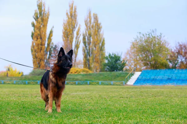 Raça Cão Pastor Alemão Está Uma Grama Verde — Fotografia de Stock