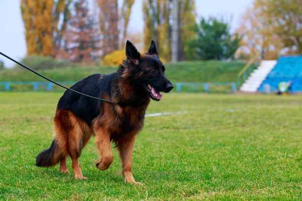 Pies Rasy Owczarek Niemiecki Jest Stojący Zielonej Trawie — Zdjęcie stockowe