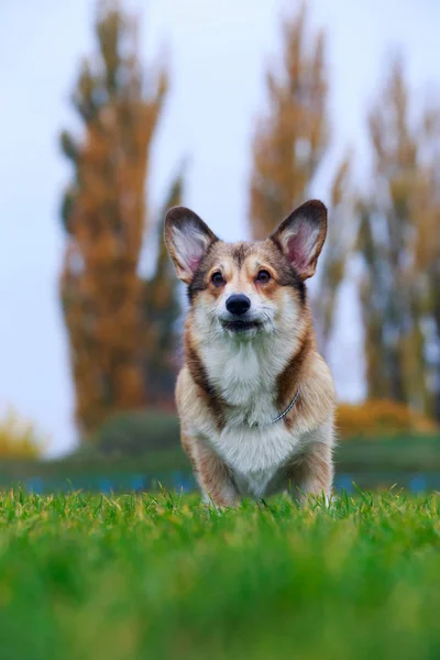 Hund Rasen Welsh Corgi Pembroke Sitter Det Gröna Gräset — Stockfoto