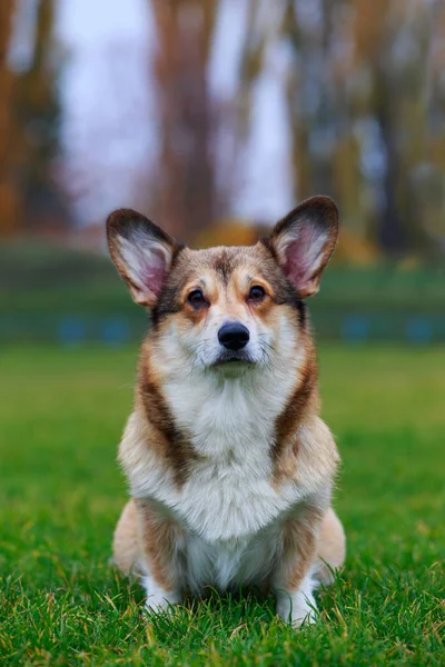 Dog Φυλή Ουαλλέζικο Corgi Pembroke Συνεδρίαση Για Πράσινο Γρασίδι — Φωτογραφία Αρχείου