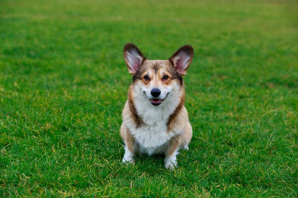 Kutya Tenyészt Welsh Corgi Pembroke Zöld Fűben — Stock Fotó