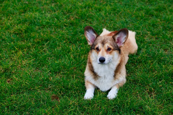 Raça Cão Galês Corgi Pembroke Deitado Grama Verde — Fotografia de Stock