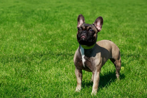 Raça Cão Bulldog Francês Grama Verde — Fotografia de Stock