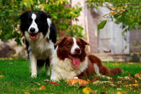 Deux Chiens Race Border Collie Sur Herbe Verte Dans Jardin — Photo