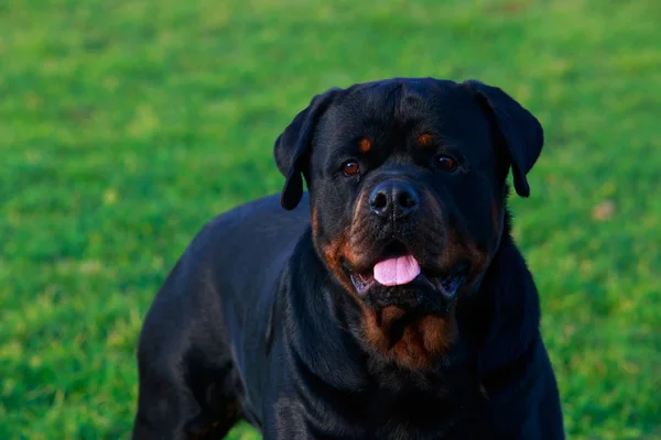 Raça Cão Rottweiler Parque Grama Verde — Fotografia de Stock