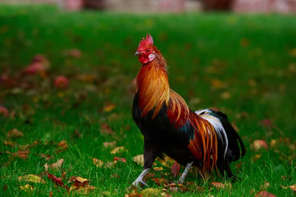 绿草上的大五颜六色的公鸡 — 图库照片