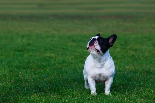 Raça Cão Bulldog Francês Stand Grama Verde — Fotografia de Stock