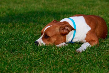 Köpek doğurmak Staffordshire korkunç yeşil çim üzerinde yalan