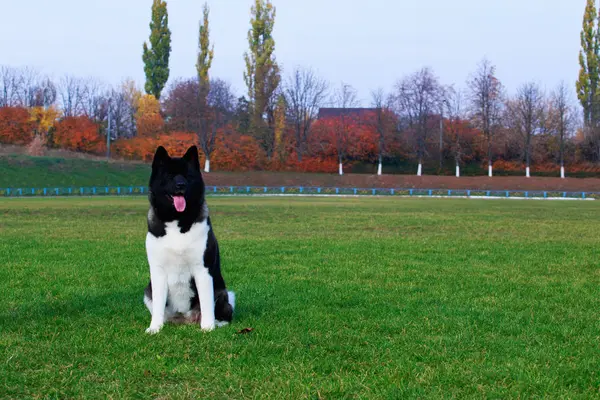 Pes Plemene Americká Akita Sedí Zelené Trávě — Stock fotografie