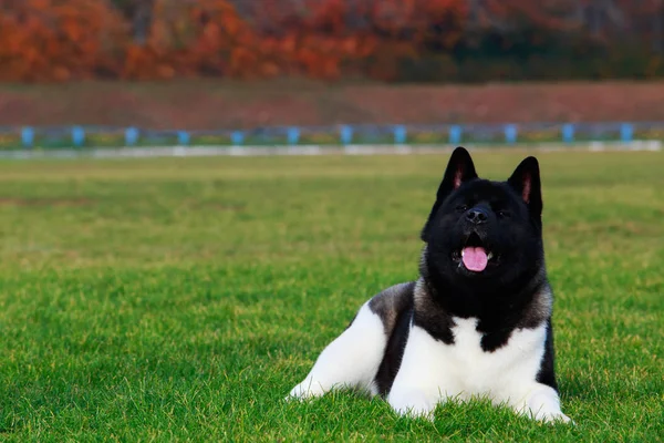 Raça Cão Akita Americano Está Deitado Grama Verde — Fotografia de Stock