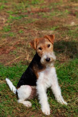Köpek doğurmak tilki korkunç bir çim üzerinde oturan