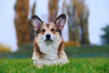 Köpek doğurmak Galce Corgi Pembroke yeşil çim üzerinde yalan