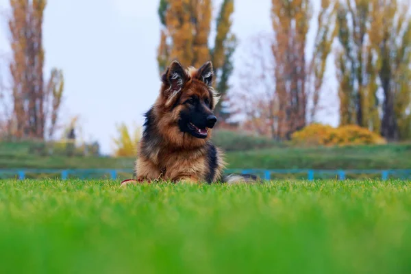 Hunderasse Schäferhund Liegt Auf Grünem Gras — Stockfoto