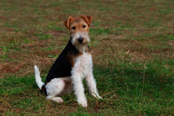 Hondenras Fox Terrier Zittend Een Gras — Stockfoto
