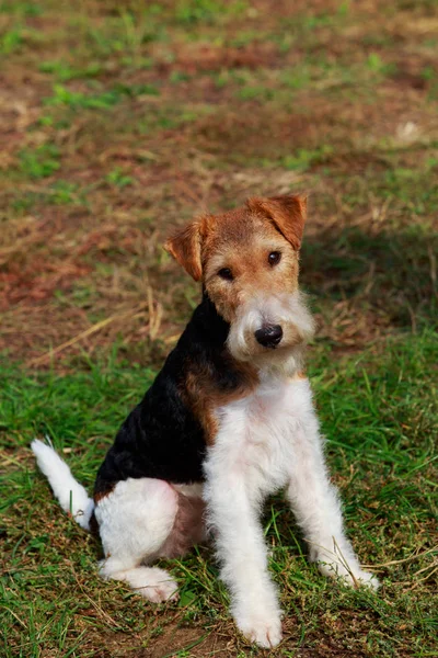 Chien Race Fox Terrier Assis Sur Une Herbe — Photo