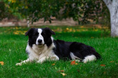 Köpek doğurmak kenar kömür ocağı yeşil çimenlerin üzerinde yatıyor