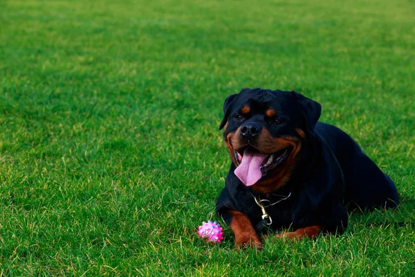 Σκύλο Φυλής Rottweiler Στο Πάρκο Για Την Πράσινη Χλόη — Φωτογραφία Αρχείου