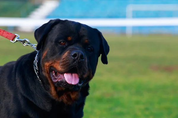 Pies Rasy Rottweiler Parku Zielonej Trawie — Zdjęcie stockowe