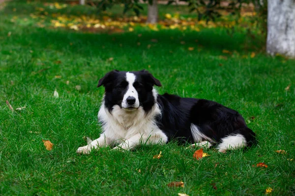 Собака Породи Бордер Коллі Лежачи Зеленій Траві — стокове фото