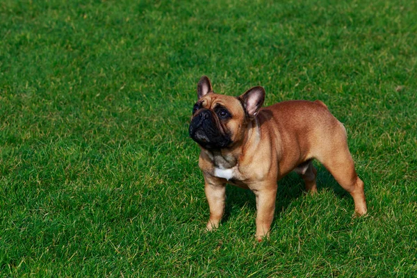 Raça Cão Bulldog Francês Stand Grama Verde — Fotografia de Stock