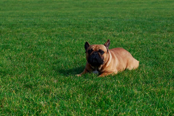 Chien Race Bouledogue Français Est Couché Sur Herbe Verte — Photo