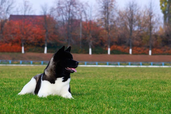 Chien Race Américaine Akita Est Couché Sur Herbe Verte — Photo