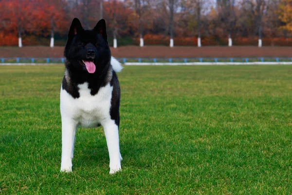 Pies Rasy Akita Amerykańska Stanąć Zielonej Trawie — Zdjęcie stockowe