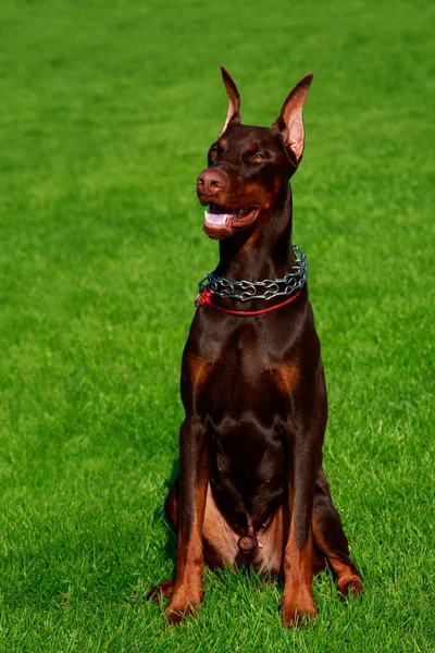 Die Hunderasse Dobermann Pinscher Sitzt Auf Einem Grünen Gras — Stockfoto