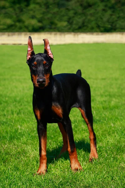 Jonge Pup Hondenras Dobermann Pinscher Staat Achtergrond Van Groen Gras — Stockfoto