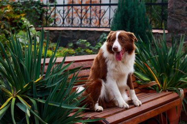 Köpek kenar kömür ocağı bankta bir bahçede yalan