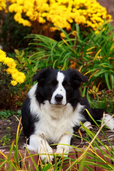 Dog Border Collie Lying Flower Garden — Stock Photo, Image