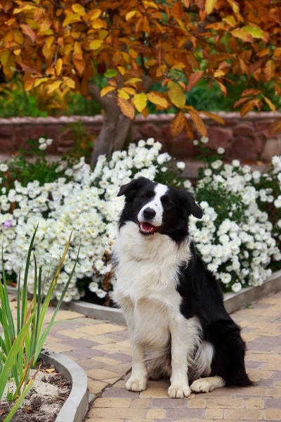 Dog Border Collie Sentado Jardim — Fotografia de Stock