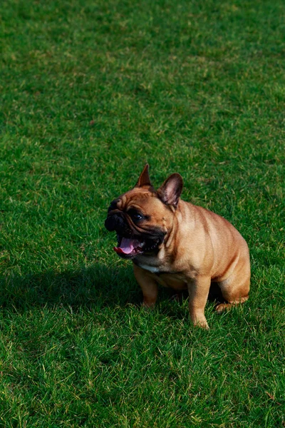 Hunderasse Französische Bulldogge Sitzt Grünen Gras — Stockfoto