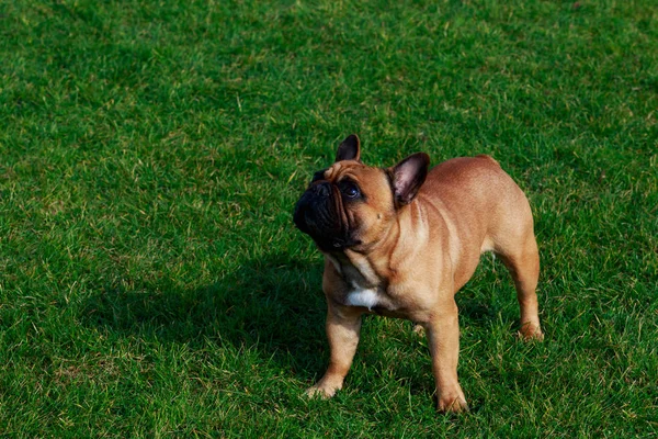 Cane Razza Bulldog Francese Stand Erba Verde — Foto Stock