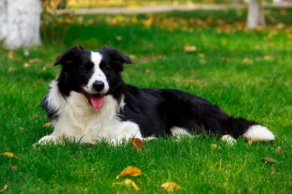 犬種ボーダーコリーが緑の芝生に横になって — ストック写真