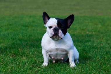 Köpek doğurmak Fransız buldozer yeşil çimenlerin üzerinde oturuyor